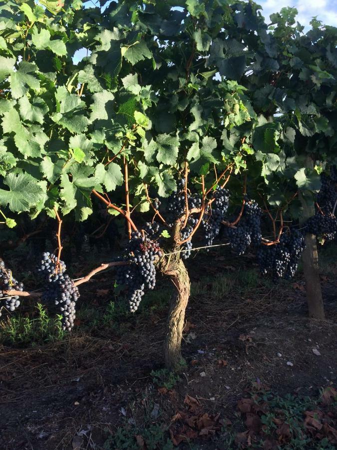 مونتانيو Au Charmant Des Vignes المظهر الخارجي الصورة